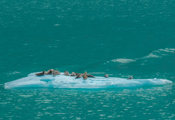 Seals lie on a drifting ice floe in the ocean © makedonski2015
