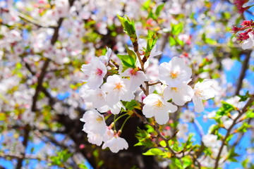 桜