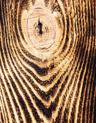 The structure of the tree on a charred board