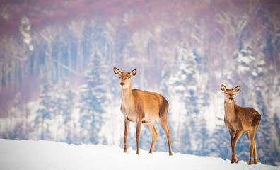 roe deer in winter snow