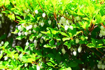 ドウダンツツジ