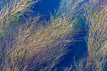 Algae on the surface of the water as a background