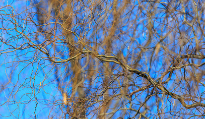 Bare branches of a curly tree on a background of blue sky