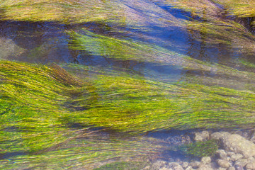 Algae on the surface of the water as a background