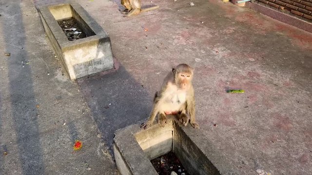 singe macaque rigolo qui s'amuse sur un muret en Tha&iuml;lande