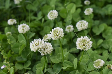 シロツメクサ