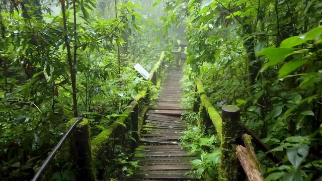 marche dans la jungle forêt vierge en Thaïlande