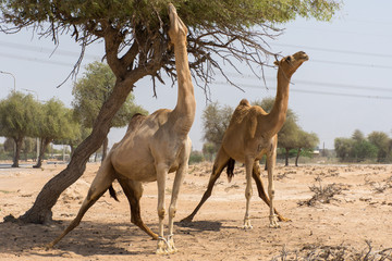 Dromedary camels (Camelus dromedarius) standing and reaching trees in the United Arab Emirates desert sand.