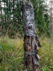 picture with old and broken tree stump