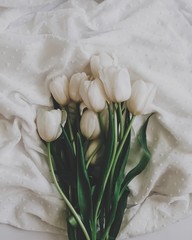 bouquet of white tulips on white background