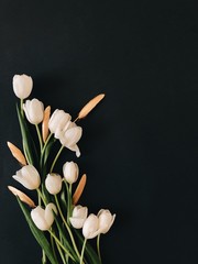 white tulips on black background