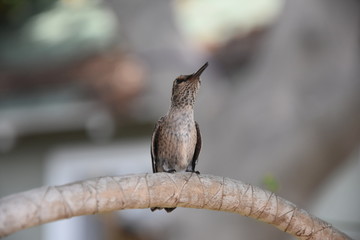 Hummingbird 