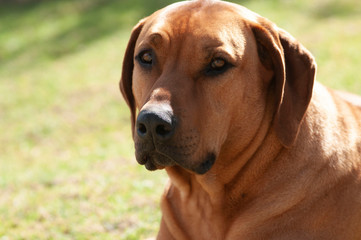 Close up of brown Rhodesian Ridgeback dog, sitting down, and looking at camers with blurred green background.