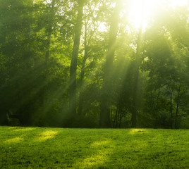 Obraz premium magic sun rays 