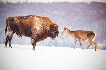 european bison and deer in winter © Melinda Nagy