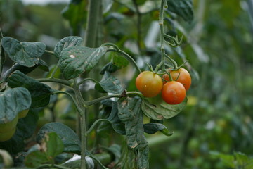 pianta di pomodori