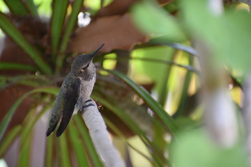 Hummingbird 