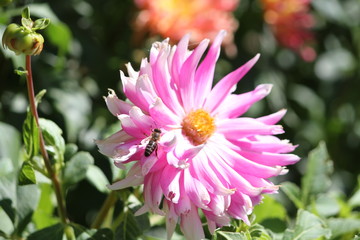 Obraz premium Big gathering pollen on a flower