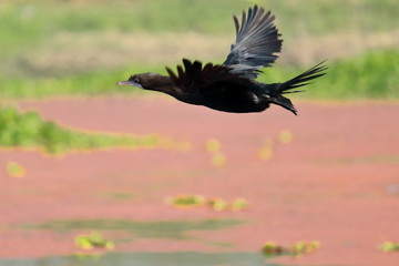a flying little cormorant (microcarbo niger) at chupi lake or chupir char in purbasthali bird sanctuary in west bengal in india