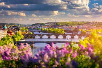 Amazing spring cityscape, Vltava river and old city center with colorful lilac blooming in Letna...