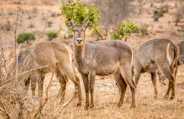 Naklejka na ściany i meble African impala in Kenya