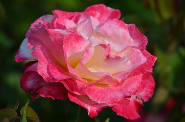 Close up of a beautiful pink rose from above, with blurred green background, in a garden in a sunny summer day