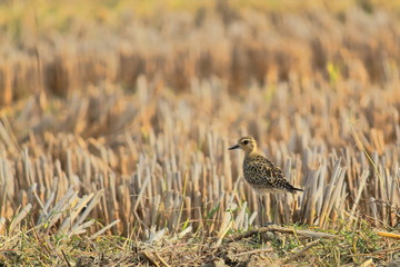 a pacific golden plover (pluvialis fulva) in a paddy-field, in countryside of west bengal in india