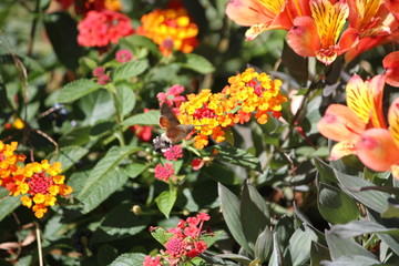 Photography of a hummingbird hawk-moth (scientific name: Macroglossum stellatarum)