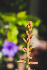 closeup of flower in the garden