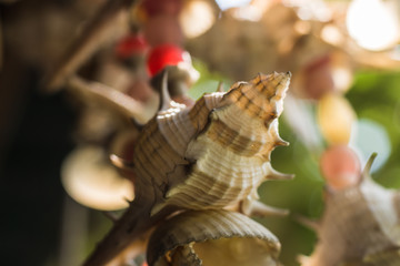 Close up shot of decorate sea shell