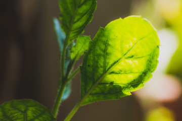 Close up shot, beautiful green leaf of peppermint