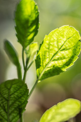 Close up shot, beautiful green leaf of peppermint
