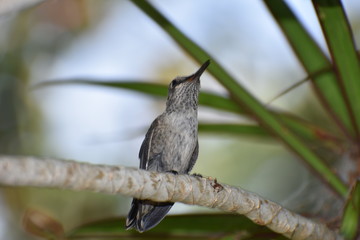 Humming bird