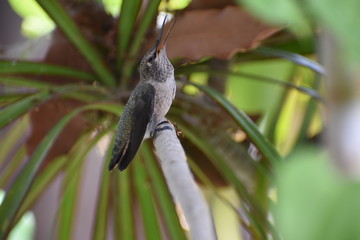 Humming bird