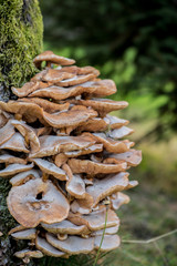 Funghi velenosi in Piemonte
