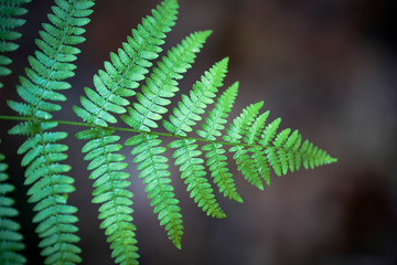 Foglie del bosco in Piemonte