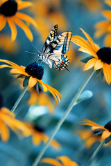 Obrazy  Tropikalny jasny motyl na pomarańczowym kwiecie w letnim magicznym ogrodzie. Letni naturalny obraz artystyczny.