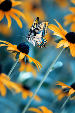 Fototapeta Tropical bright butterfly on an orange flower in a summer magic garden. Summer natural artistic image.