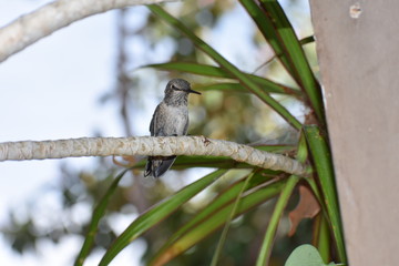 Baby Humingbird