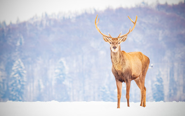 noble deer male in winter snow