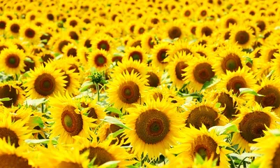 Tuinposter zonnebloem veld achtergrond © predrag