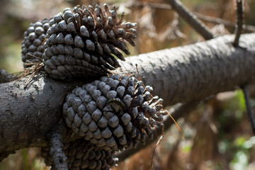 Fallen pine tree with big cones. Close up in a daylight