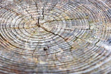 Tree axis texture of tree cut wooden background