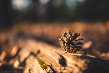 pine cone on the ground. fallen pine cone.