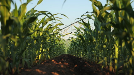 Rows of young green corn plants in field low angle