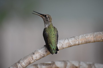 Fototapeta na wymiar Baby Hummingbird