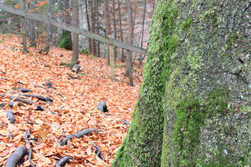 Moss and lichen on tree in the Autumn forest background