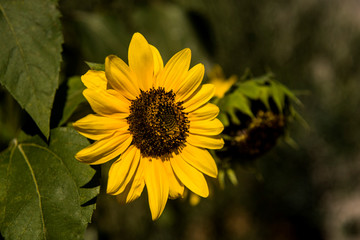 sunflowers on the branch fullsun