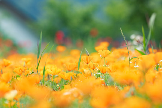 254 Best カリフォルニアポピー Images Stock Photos Vectors Adobe Stock