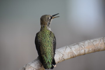 Humming bird